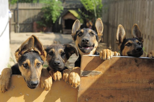 Rencontres d'adoption : votre guide pour trouver le bon match