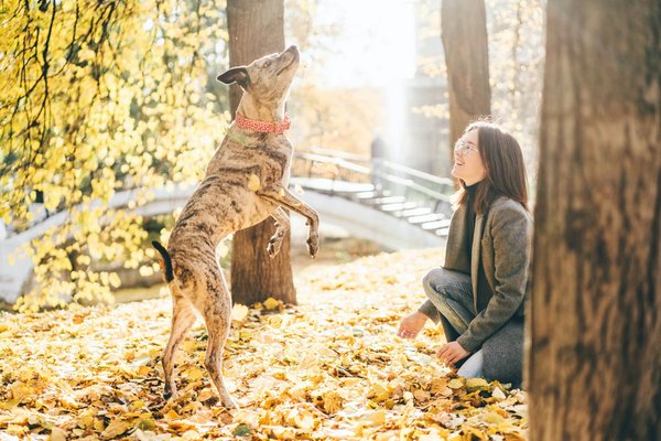 Les campings dans les Landes sont-ils adaptés pour les animaux de compagnie ?