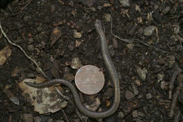 Quelles sont les différences entre les techniques de peinture à l'huile et à l'acrylique ?