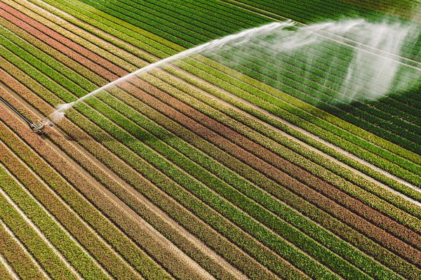 Comment mettre en place un système d'irrigation goutte-à-goutte économe pour son jardin ?
