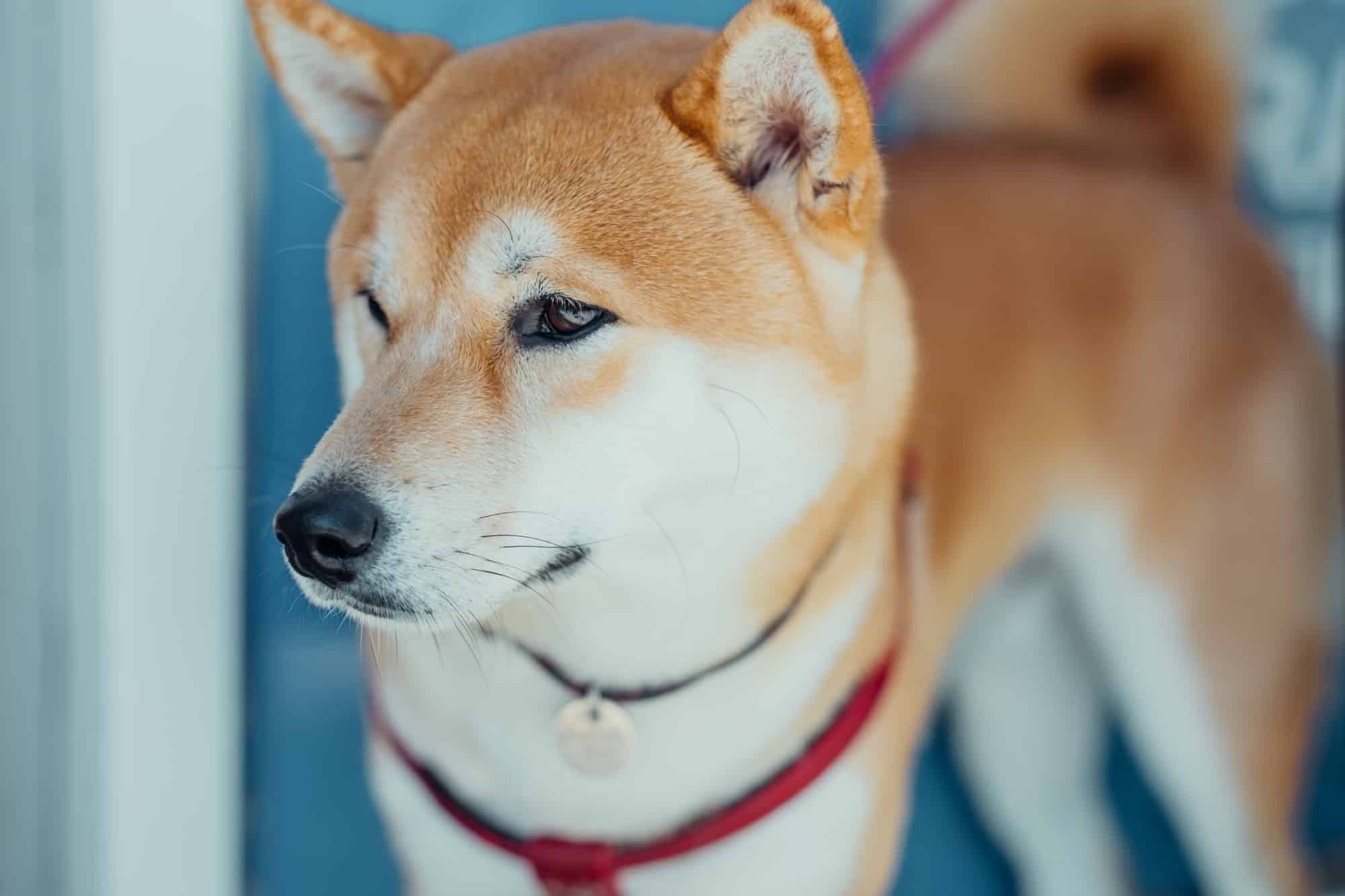 DYSON GROOM aspirateur spécial mue poils de chiens - LE BLOG DU SHIBA INU  ET DES CHIENS JAPONAIS ( SPITZ JAPONAIS , SHIKOKU  )